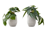 8" Tall, Artificial Plant, Alocasia, Indoor, Faux, Fake, Table, Greenery, Potted, Decorative (Set of 2) - Green / White - Furniture Home Direct