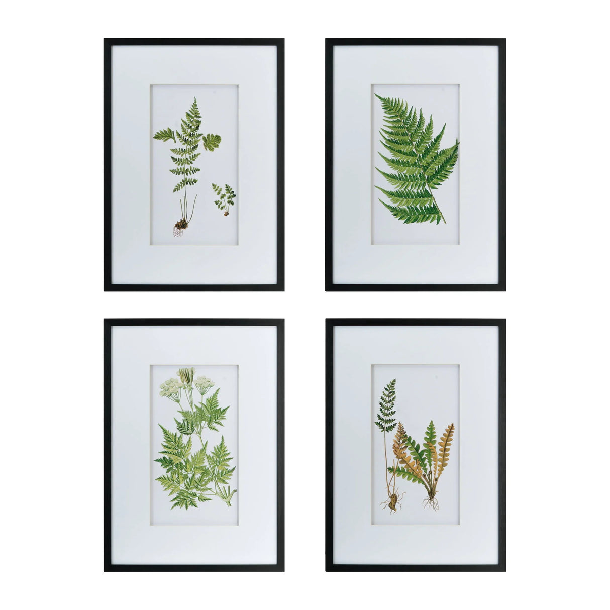 Botanical And Fern Wall Art, Wall Decor For Living Room Dining Room Entryway (Set of 4) - White / Black - Furniture Home Direct