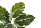 52" Tall, Artificial Plant, Rubber Tree, Indoor, Fake, Floor, Greenery, Potted, Real Touch, Decorative - Green / Black - Furniture Home Direct
