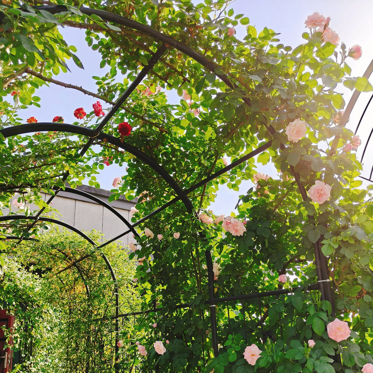 Metal Garden Arch With Two Plant Stands Wide High Climbing Plants Support Rose Arch Outdoor - Black - Furniture Home Direct