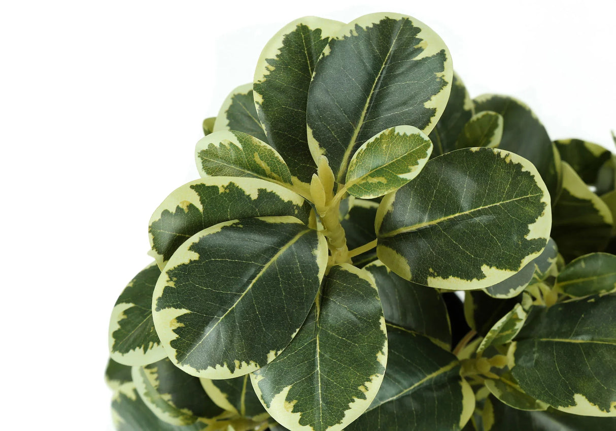 14" Tall, Artificial Plant, Ficus, Indoor, Faux, Fake, Table, Greenery, Potted, Decorative (Set of 2) - Green / Black - Furniture Home Direct
