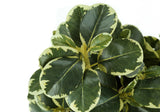 14" Tall, Artificial Plant, Ficus, Indoor, Faux, Fake, Table, Greenery, Potted, Decorative (Set of 2) - Green / Black - Furniture Home Direct