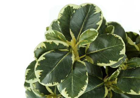 14" Tall, Artificial Plant, Ficus, Indoor, Faux, Fake, Table, Greenery, Potted, Decorative (Set of 2) - Green / Black - Furniture Home Direct