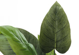 37" Tall, Artificial Plant, Aureum Tree, Indoor, Faux, Fake, Floor, Greenery, Potted, Real Touch, Decorative - Green / Black - Furniture Home Direct