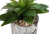 6" Tall, Artificial Plant, Succulent, Indoor, Faux, Fake, Table, Greenery, Potted, Decorative (Set of 2) - Green / Gray - Furniture Home Direct