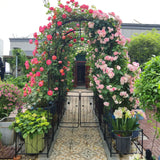 Metal Garden Arch With Two Plant Stands Wide High Climbing Plants Support Rose Arch Outdoor - Black - Furniture Home Direct