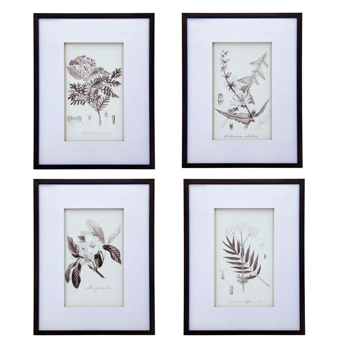 Botanical Wall Art Prints, Home Decor For Living Room Dining Room, Bedroom, Hallway (Set of 4) - White / Black - Furniture Home Direct