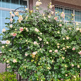Metal Garden Rustproof Trellis For Climbing Plants Outdoor Flower Support - Furniture Home Direct